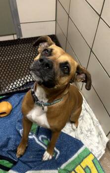 Boxer and Mixed Breed Dogs Available for Adoption in Fort Wayne, Indiana - CORA | PetCurious