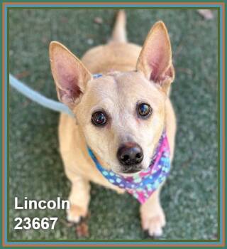 LINCOLN (see also LYLA) -  Chihuahua and Rat Terrier Dog for Adoption in Marietta, Georgia - LINCOLN (see Also LYLA) | PetCurious