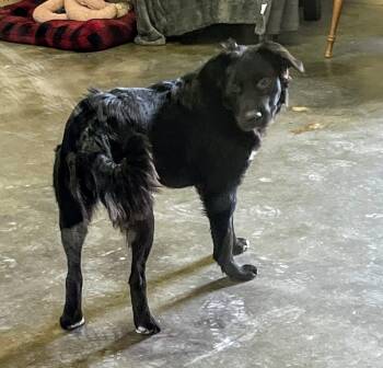 Australian Shepherd Dogs Available for Adoption - Shadow | PetCurious