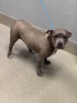 Pit Bull Terrier Dogs Available for Adoption in Las Vegas, Nevada - CAKE POP | PetCurious