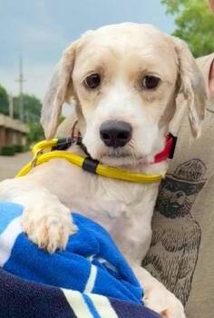Finn -  Terrier Dog for Adoption - Finn | PetCurious