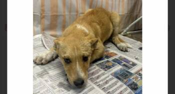 Jent -  Labrador Retriever and Hound Dog Available for Adoption in Willingboro, New Jersey - Jent | PetCurious