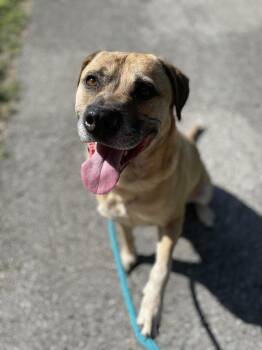 Rescue Black Mouth Cur Dogs for Adoption in Spring, Texas - Link | PetCurious