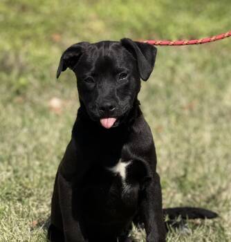 Labrador Retriever Dogs Available for Adoption in Locust Fork, Alabama - Pistachio | PetCurious