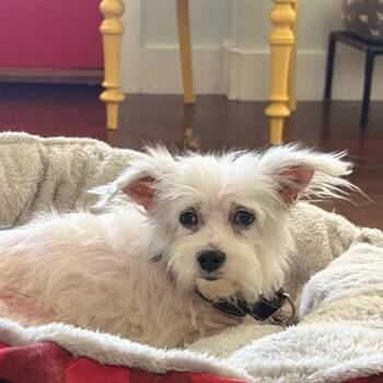 Coral -  Terrier Dog for Adoption in Gulfport, Mississippi - Coral | PetCurious