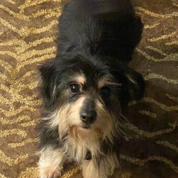 Yorkshire Terrier and Dachshund Dogs Available for Adoption - Skye | PetCurious