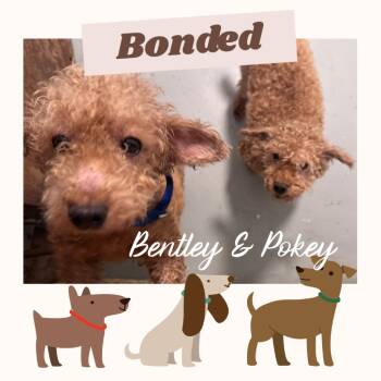 Rescue Poodle Dogs for Adoption in Crandon, Wisconsin - Poodle-2Pokey | PetCurious