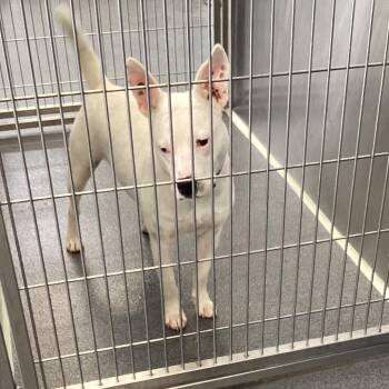 Terrier and Mixed Breed Dogs Available for Adoption in Montgomery, Alabama - Bee | PetCurious