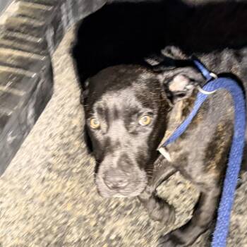 King Buzzo -  Mixed Breed Dog for Adoption in Philadelphia, Pennsylvania - King Buzzo | PetCurious