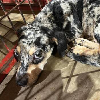Albert -  Terrier Dog for Adoption in Madill, Oklahoma - Albert | PetCurious