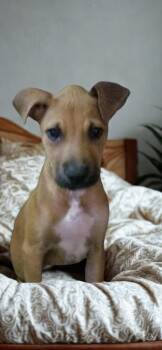 Rescue Mixed Breed Dogs for Adoption in Camp Pendleton North, California - Randy | PetCurious