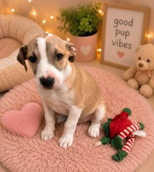 Mixed Breed Dogs Available for Adoption in Paducah, Kentucky - South | PetCurious