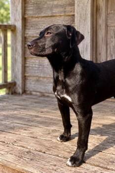 Bluebell -  Labrador Retriever and German Shepherd Dog Dog for Adoption in Princeton, Massachusetts - Bluebell | PetCurious