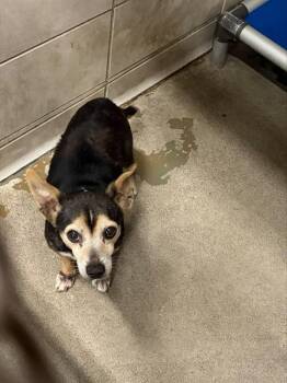 LINUS -  Chihuahua Dog for Adoption in Stockton, California - LINUS | PetCurious