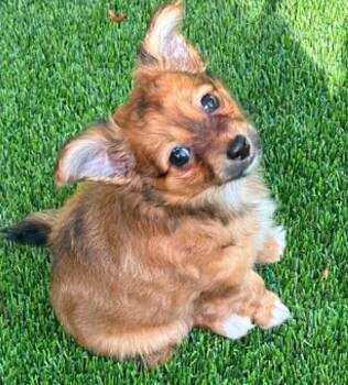 Cami -  Terrier Dog for Adoption in Osteen, Florida - Cami | PetCurious