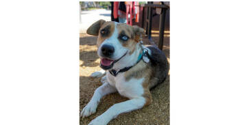 Rescue Beagle Dogs for Adoption in Dallas, Texas - Delilah AKA Delila | PetCurious