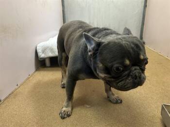 NOKEY -  French Bulldog Dog for Adoption in Martinez, California - NOKEY | PetCurious