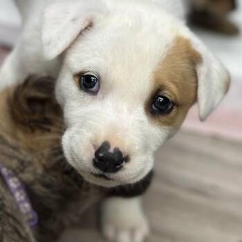 Rescue Mixed Breed Dogs for Adoption in Saskatoon, Saskatchewan - Bounty | PetCurious