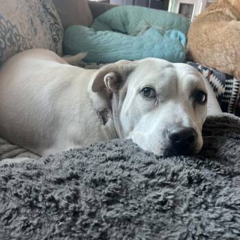 Harley Q -  Terrier and Shepherd Dog for Adoption in Beulaville, North Carolina - Harley Q | PetCurious