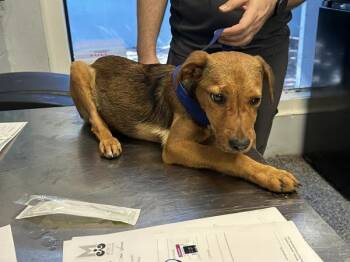 Simone -  Labrador Retriever and Mixed Breed Dog for Adoption in Mobile, Alabama - Simone | PetCurious