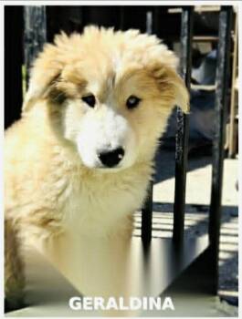 Great Pyrenees and Australian Shepherd Dogs Available for Adoption in Lucas, Texas - Geraldina  | PetCurious