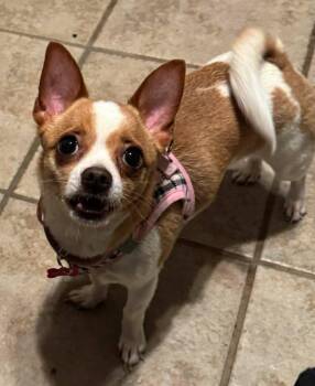 Chihuahua Dogs Available for Adoption - PIXIE | PetCurious