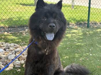 DUMPLING -  Chow Chow and Mixed Breed Dog for Adoption in Grand Prairie, Texas - DUMPLING | PetCurious