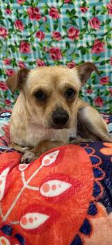 Rescue Chihuahua Dogs for Adoption in Brookings, Oregon - Braveheart | PetCurious