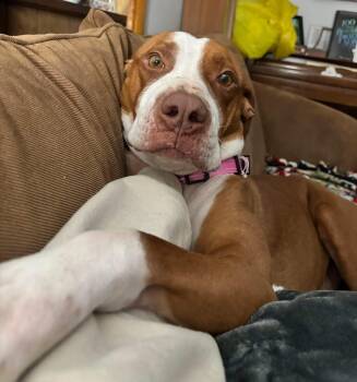 Pit Bull Terrier Dogs Available for Adoption - Izzy | PetCurious