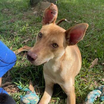 Terrier Dogs Available for Adoption in Ruston, Louisiana - Yoda | PetCurious