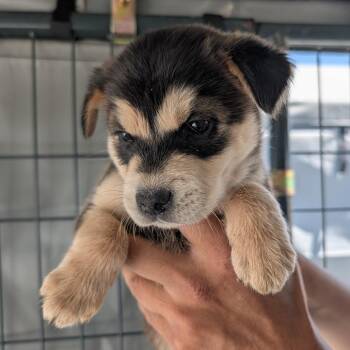Price -  Mixed Breed Dog for Adoption in Park City, Utah - Price | PetCurious