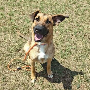 French Toast -  Shepherd Dog for Adoption in Springdale, Arkansas - French Toast | PetCurious