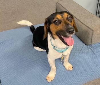 Beagle Dogs Available for Adoption in Tomball, Texas - Cosmo | PetCurious