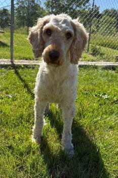 Molly -  Mixed Breed Dog Available for Adoption in Lagrange, Indiana - Molly | PetCurious