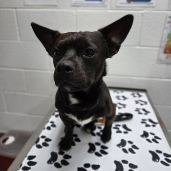 Billy -  Chihuahua and French Bulldog Dog for Adoption in Incline Village, Nevada - Billy | PetCurious