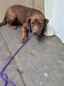 Bailey -  Labrador Retriever Dog for Adoption in Swainsboro, Georgia - Bailey | PetCurious