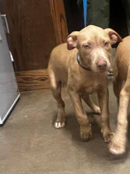 Jim -  Mixed Breed Dog for Adoption in Douglasville, Georgia - Jim | PetCurious