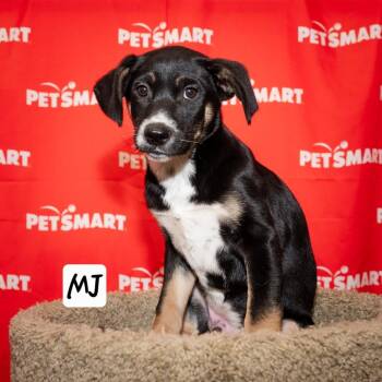 MJ -  Cattle Dog and Labrador Retriever Dog for Adoption in Calimesa, California - MJ | PetCurious