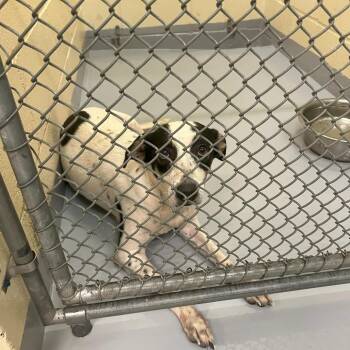 Chasie -  Australian Cattle Dog Blue Heeler and Mixed Breed Dog for Adoption in Lufkin, Texas - Chasie | PetCurious