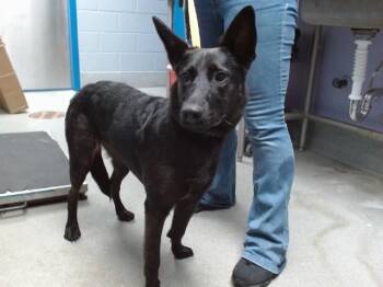KATE -  German Shepherd Dog and Mixed Breed Dog for Adoption in Albuquerque, New Mexico - KATE | PetCurious