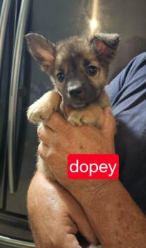 Dopey -  Cattle Dog Dog for Adoption in Fort Worth, Texas - Dopey | PetCurious