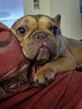 Mossy -  French Bulldog Dog for Adoption in Irving, Texas - Mossy | PetCurious