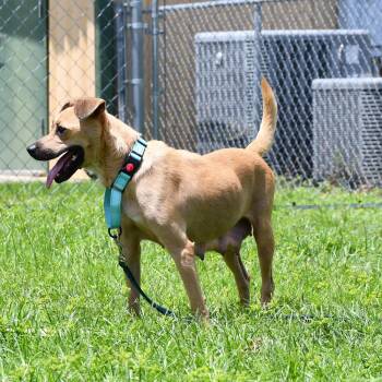 Bella -  Mixed Breed Dog for Adoption in Defuniak Springs, Florida - Bella | PetCurious