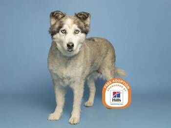 SACOYA -  Siberian Husky Dog for Adoption in Phoenix, Arizona - SACOYA | PetCurious