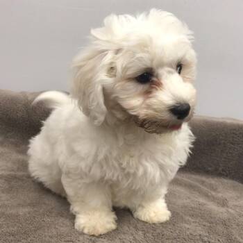 Rescue Bichon Frise Dogs for Adoption in Lincolnwood, Illinois - Jordan | PetCurious