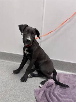 DONATELLO -  Labrador Retriever Dog for Adoption in Ontario, California - DONATELLO | PetCurious