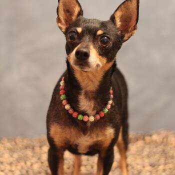 Rescue Chihuahua Dogs for Adoption in Yukon, Oklahoma - Rosa | PetCurious