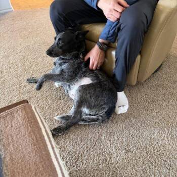 Australian Cattle Dog Blue Heeler Dogs Available for Adoption - Bindi | PetCurious