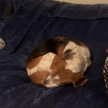 Beagle Dogs Available for Adoption in Harrisonburg, Virginia - Roxy | PetCurious