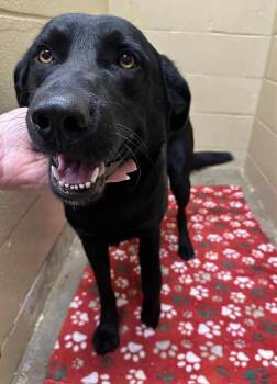 Rescue Black Labrador Retriever Dogs for Adoption in Medina, Ohio - Arthur-Not Accepting Applications Yet! | PetCurious